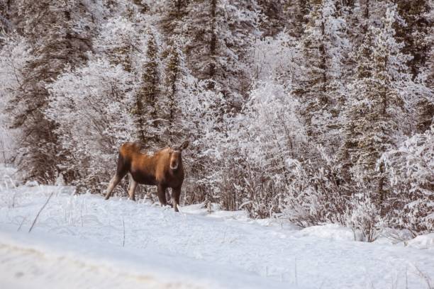 istock Moose in Snow Alongside Highway in Alaska 1451589400