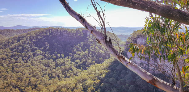 istock vista of the blue mountains with eucalyptus tree branch 1451589885