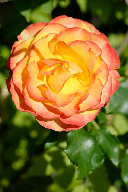 Flor de rosa laranja - fotografia de stock