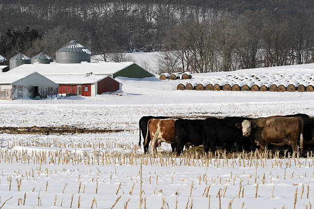 istock Dairy farm in the winter 145159136