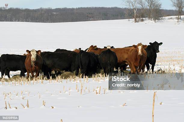 Vacas En El Invierno Foto de stock y más banco de imágenes de Nieve - Nieve, Color negro, Concept Does Not Exist