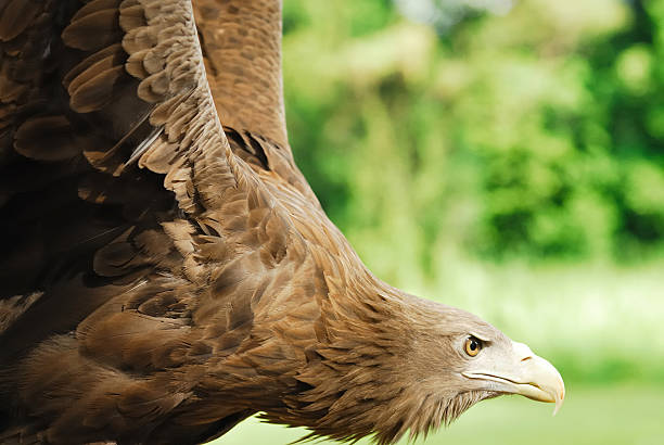 biały tailed sea eagle - robotech zdjęcia i obrazy z banku zdjęć