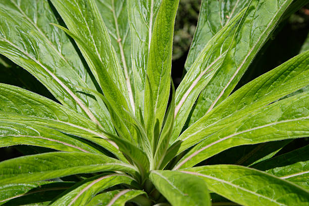 Fantástica de planta verde grande - fotografia de stock