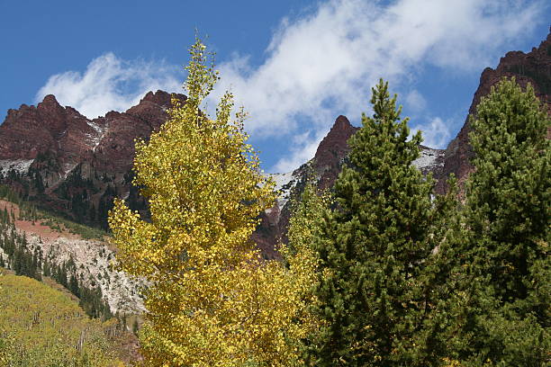 aspen fall stock photo