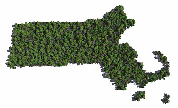 Massachusetts in Trees stock photo