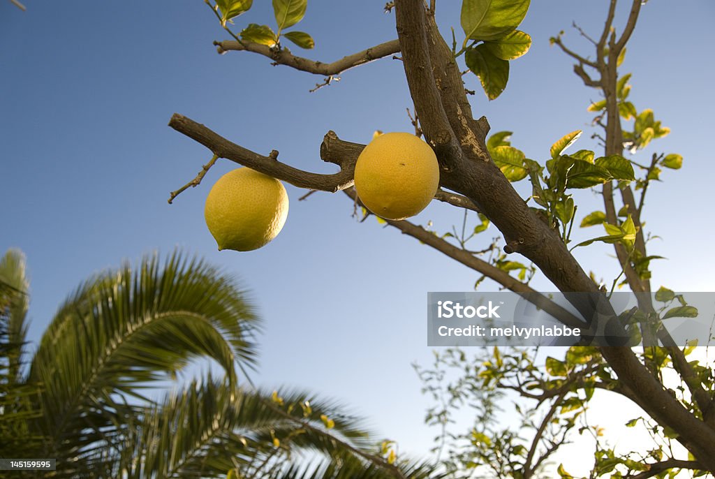 Limão em provence, França - Royalty-free Limoeiro Foto de stock