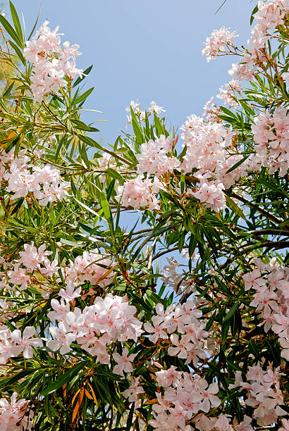 Pink flowers, blossom stock photo