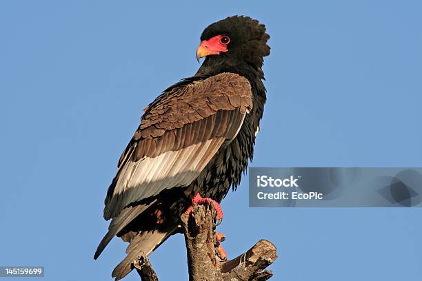 Bateleur Eagle Stock Photo - Download Image Now - Bateleur Eagle, South Africa, Africa