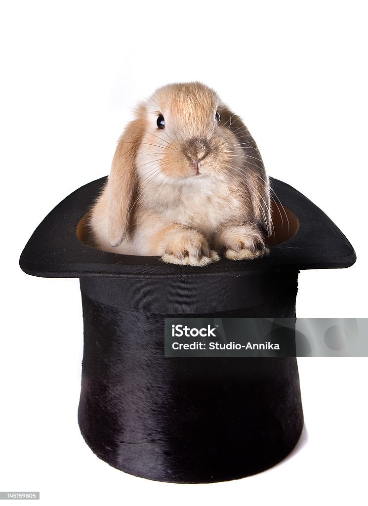 Bunny sorpresa - Foto stock royalty-free di Coniglio - Animale