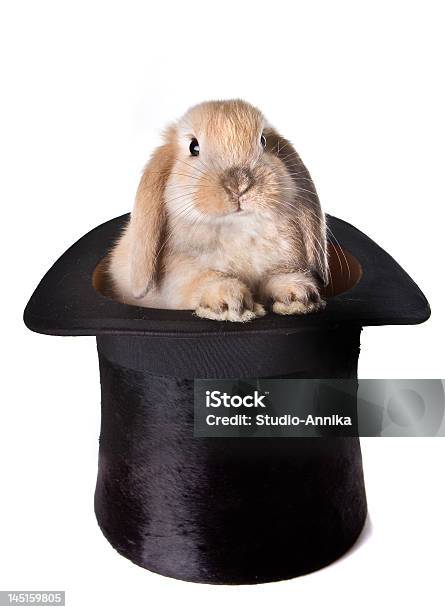 Foto de Bunny Surpresa e mais fotos de stock de Coelho - Animal - Coelho - Animal, Chapéu, Figura para recortar