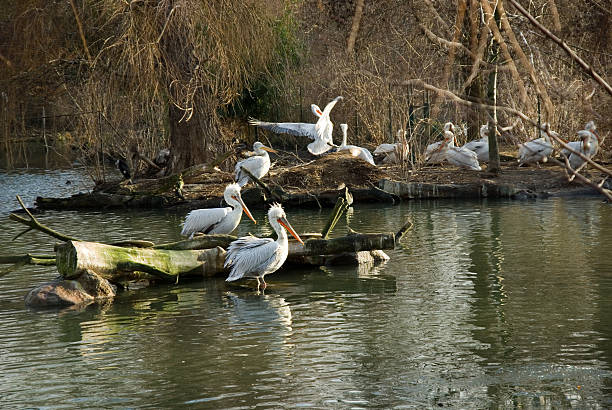 istock Animals Krauskopfpelikan 145159954