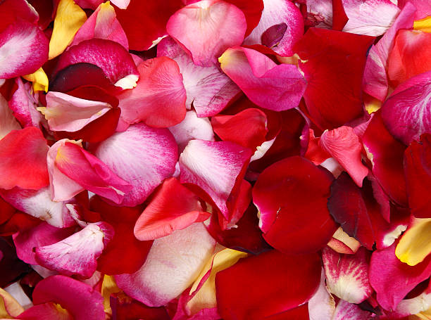 istock Background from petals of roses 145159987