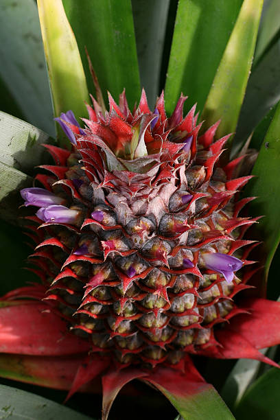 Baby Pineapple stock photo