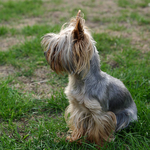 Yorkshire terier sitting on grass stock photo