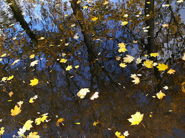 istock Autumn trees reflection and leaves on the water 145160187