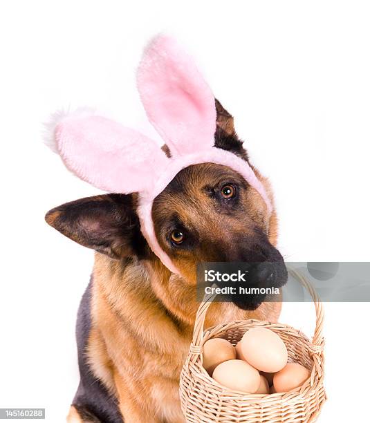 Estar confundido cómodo Pino Funny Perro Con Cesta De Pascua Foto de stock y más banco de imágenes de Perro - Perro, Cesta de pascua, Orejas de conejo de disfraz - iStock Estar confundido cómodo Pino Funny Perro Con Cesta De Pascua Foto de stock y más banco de imágenes de Perro - Perro, Cesta de pascua, Orejas de conejo de disfraz - iStock