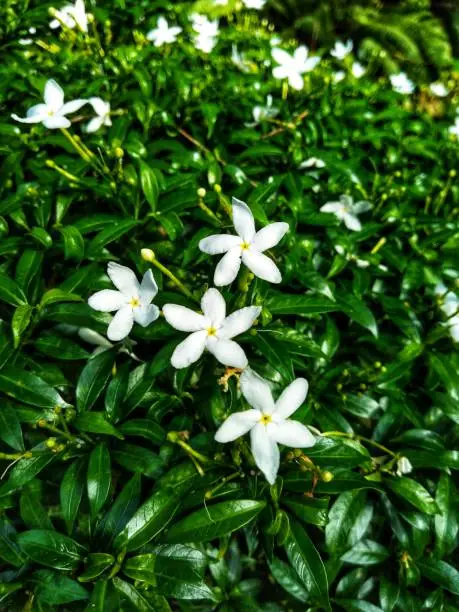Photo of Jasminum sambac (Arabian jasmine or Sambac jasmine) is a species of jasmine native to tropical Asia, from the Indian subcontinent to Southeast Asia.