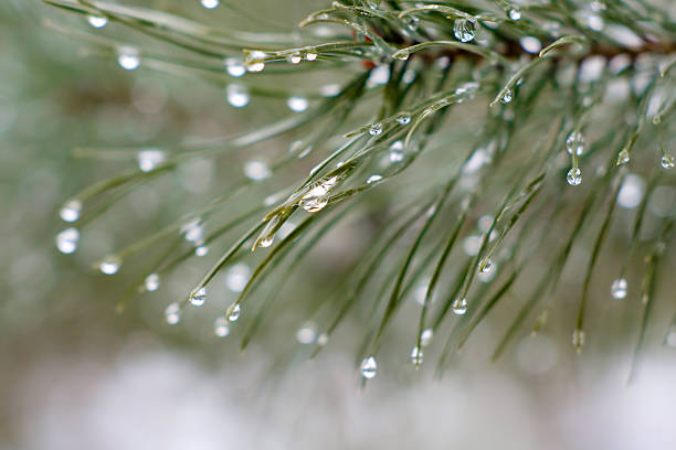 Branch of a pine with drops stock photo