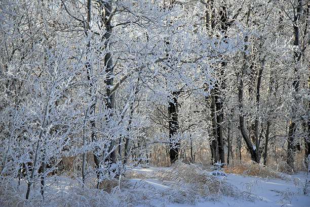 Winters Day stock photo