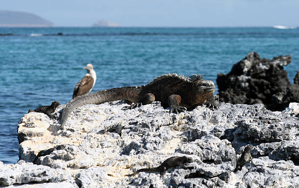 istock Animals of the Galapagos Islands 145160837