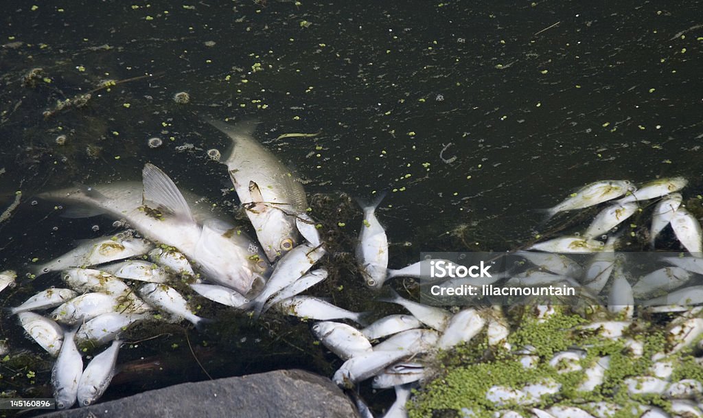 Lake Fish Kill Low oxygen conditions in the lake caused the fish to die. Fish Stock Photo