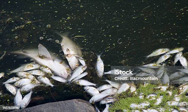 Lake Fish Kill Stock Photo - Download Image Now - Fish, Water Surface, Floating On Water