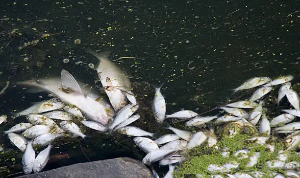 Low oxygen conditions in the lake caused the fish to die.