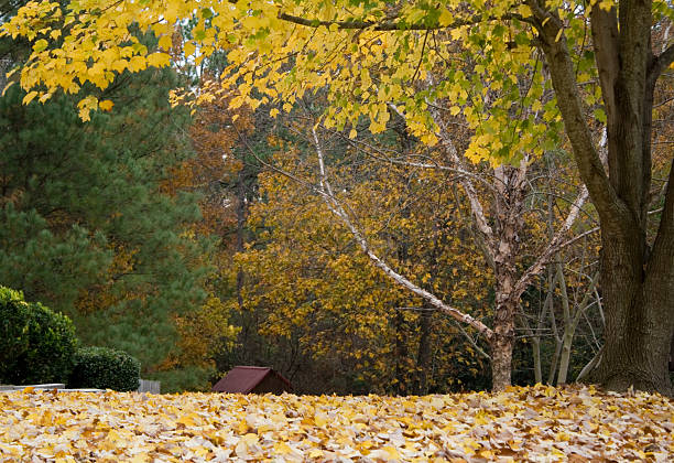 Fall stock photo