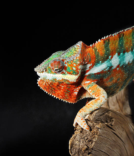 istock colorful male chameleon 145160916