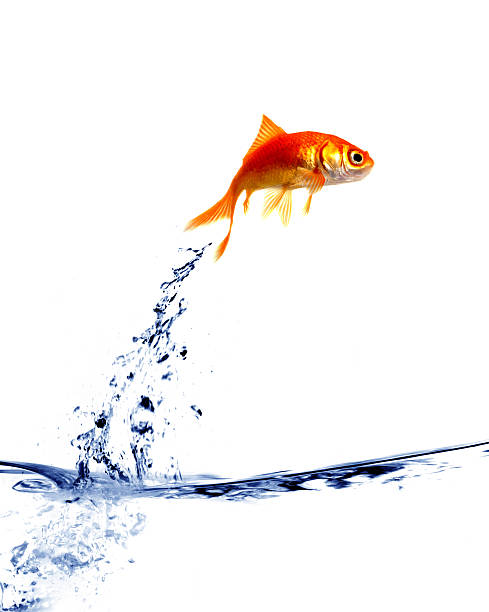 istock goldfish jumping out of the water 145160928