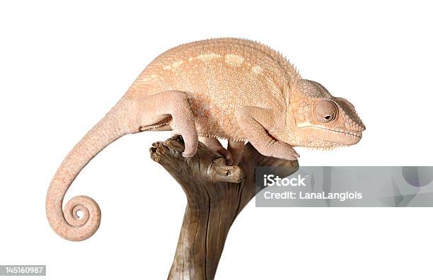 Colorful Panthera Chameleon Stock Photo - Download Image Now - Animal, Branch - Plant Part, Chameleon