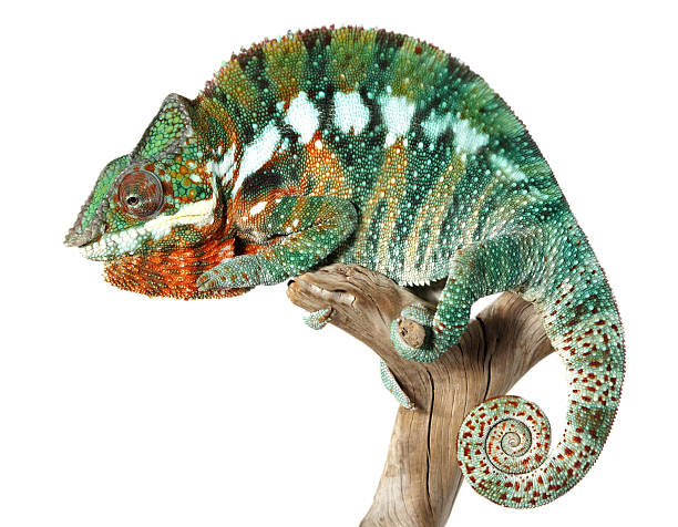 istock colorful male chameleon 145160992