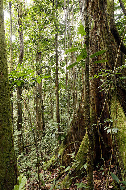 istock Interior of tropical rainforest 145161063