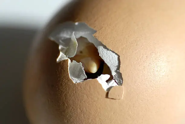 chicken try to hatch out the egg shell