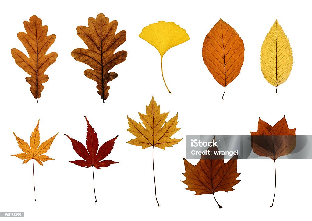 컬렉션 가을 낙엽 흰색 바탕에 그림자와 - 로열티 프리 은행 나무 스톡 사진