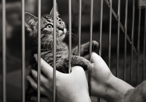 Mascota en una jaula mirando hacia arriba photo