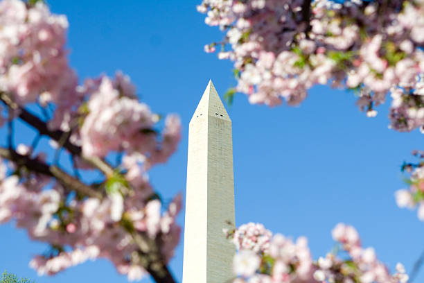 Springtime at the Washington Monument framed by pink cherry blossoms.  Washington, DC, United States.  - See lightbox for more