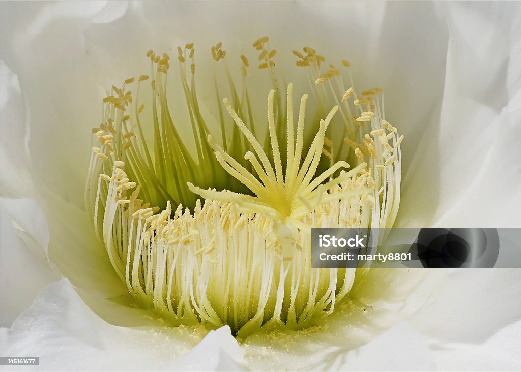 Cactus Flowerhead A closeup image of a cactus flowerhead African Cactus Stock Photo