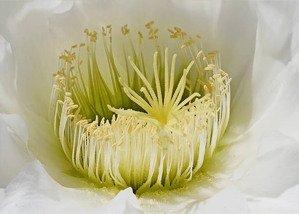 Cactus Flowerhead A closeup image of a cactus flowerhead lava cactus stock pictures, royalty-free photos & images