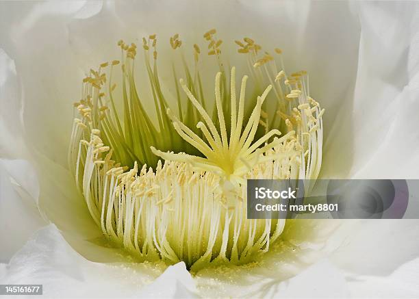 Cactus Flowerhead Stock Photo - Download Image Now - African Cactus, Barrel Cactus, Beauty In Nature