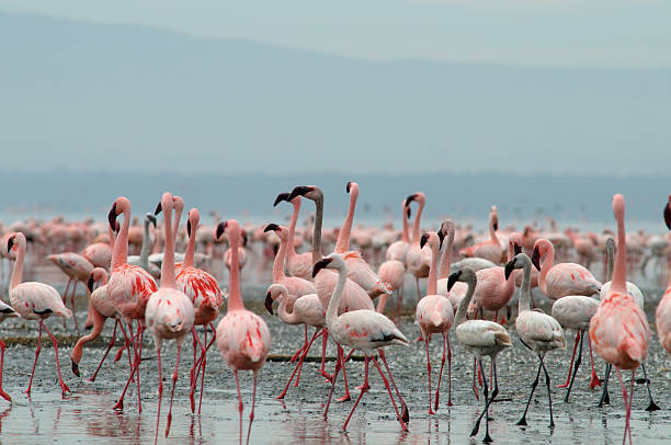 istock Flamingos on lake Nakuru 145161694