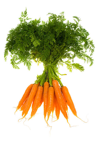 wiązanka marchwi - carrot isolated bunch baby carrot zdjęcia i obrazy z banku zdjęć