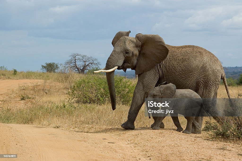 Elefante com criança - Foto de stock de Amarelo royalty-free