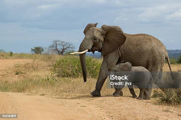 Foto de Elefante Com Criança e mais fotos de stock de Amarelo - Amarelo, Animais de Safári, Animal