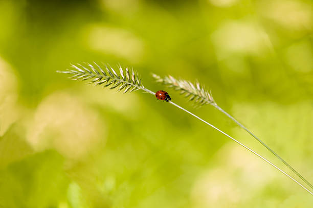 Ladybird on the grass... Ladybird on the grass... termite mound stock pictures, royalty-free photos & images