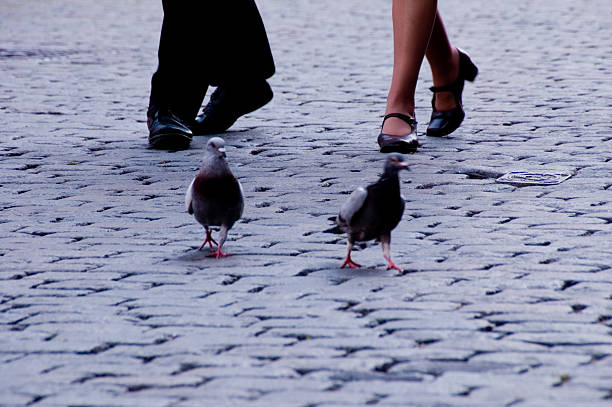 pigeons followed by human legs
