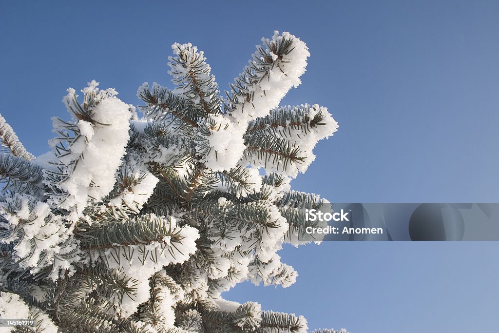 part of snow tree under the blue sky background a part of snow tree under the blue sky background Backgrounds Stock Photo