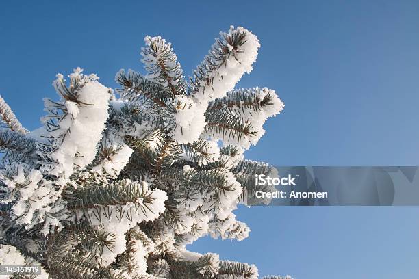 Part Of Snow Tree Under The Blue Sky Background Stock Photo - Download Image Now - Backgrounds, Beauty In Nature, Blue