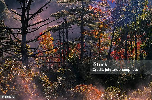 Amanecer En El Bosque Foto de stock y más banco de imágenes de Aire libre - Aire libre, Aislado, Amanecer