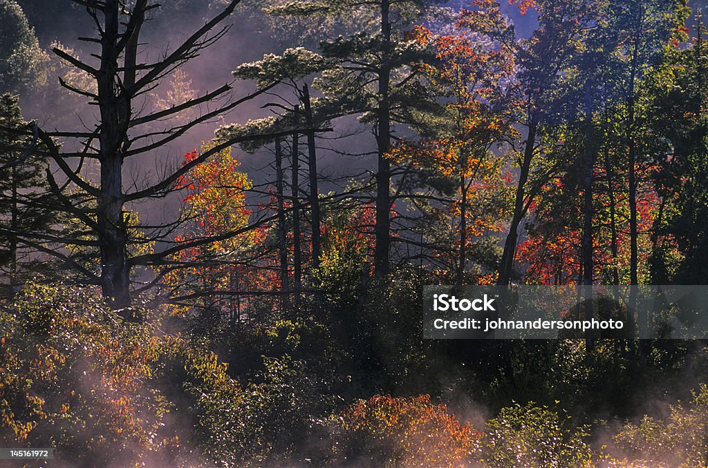 Amanhecer na floresta - Foto de stock de Beleza natural - Natureza royalty-free